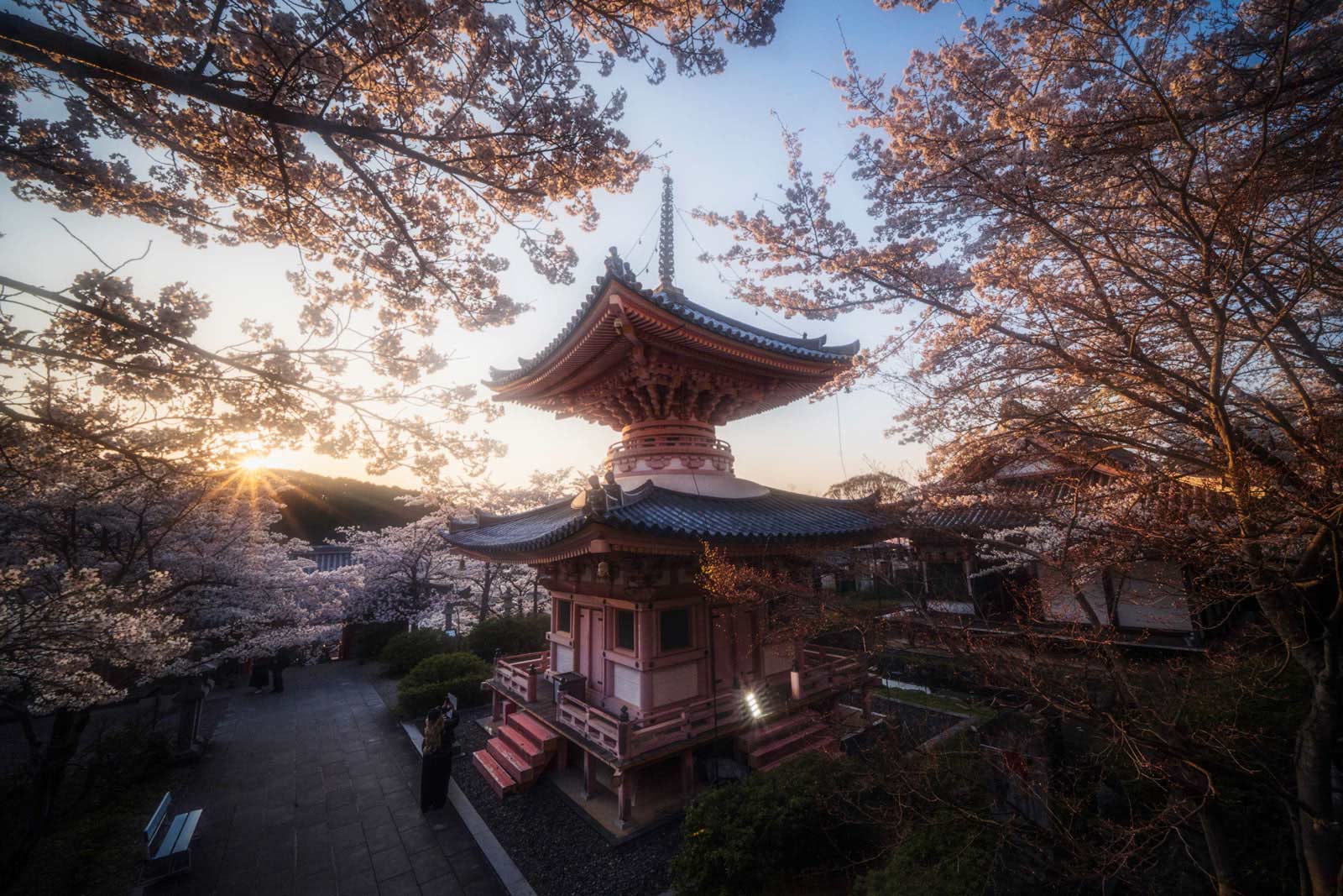Five-story pagoda framed by cherry blossoms at sunset, Japan