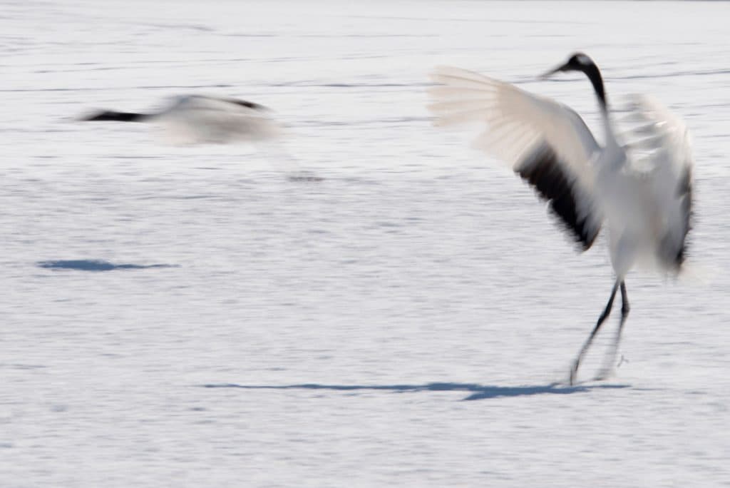 Red-crowned crane taking flight, Hokkaido