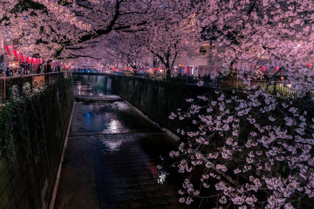Meguro River cherry blossoms at night, Tokyo