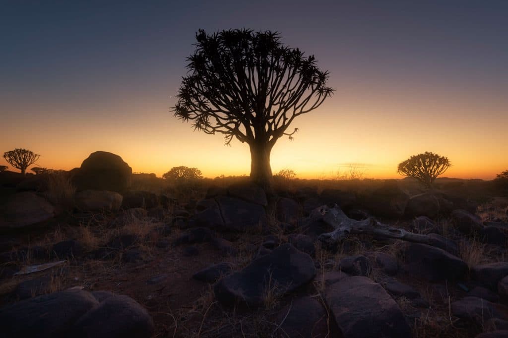 Quiver Tree Forest, Namibia